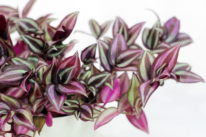 Tradescantia Zebrina