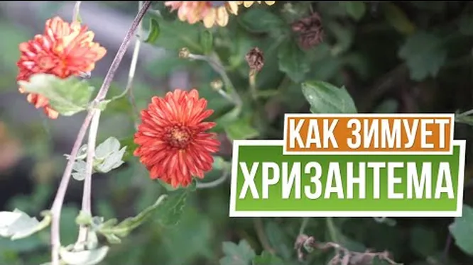 Как утеплить хризантемы на зиму