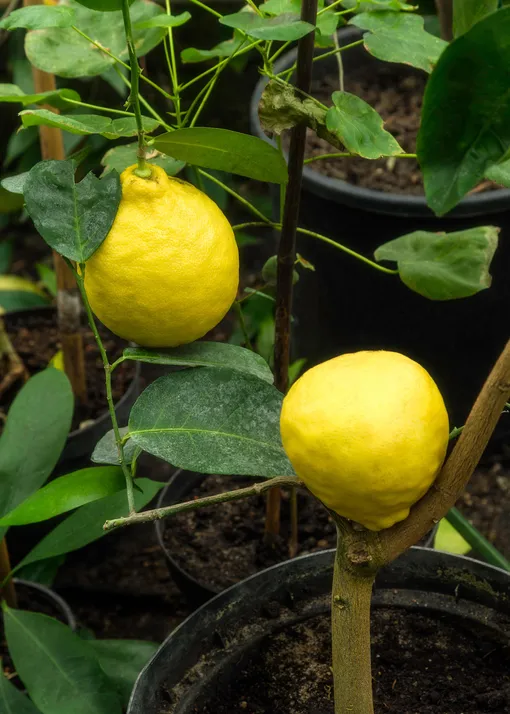 Как вырастить дерево из косточки лимона