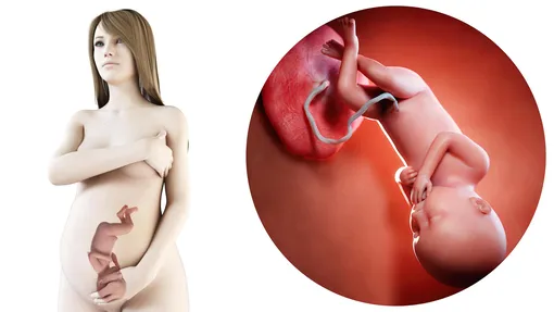 3D модель расположения ребенка в тазу беременной на 36 неделе беременности