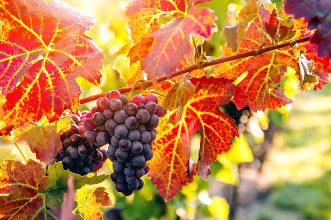 Подкормка винограда осенью как правильно удобрять и подкормить виноград перед зимой и после урожая