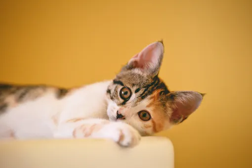 Не только мурчание: 7 признаков, что вы отлично заботитесь о своей кошке