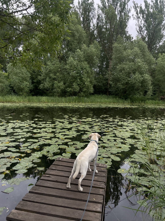 Как воспитывают собаку-поводыря, можно ли взять щенка напрокат ...