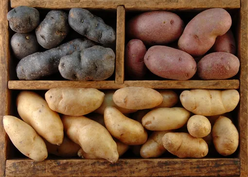 Правило пятое: правильно подобрать сорта картофеля для хранения