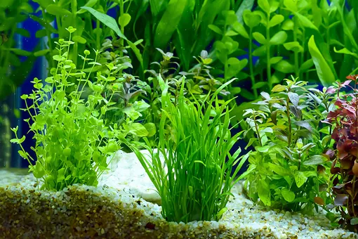 Самые неприхотливые аквариумные растения