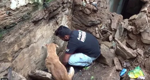 индия видео спасение щенков из-под завалов