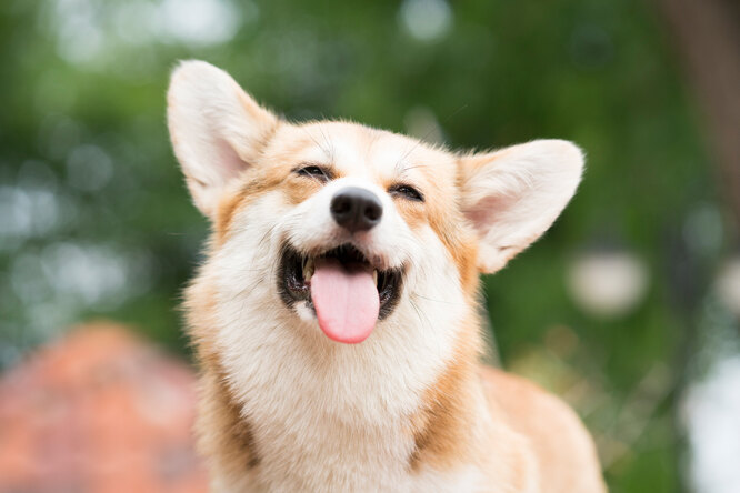 Умеет ли собака улыбаться — разбираемся в собачьих «жестах»