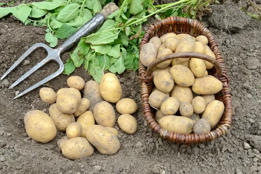 Кольцевая гниль картофеля: что приводит к болезни, можно ли есть поражённые клубни