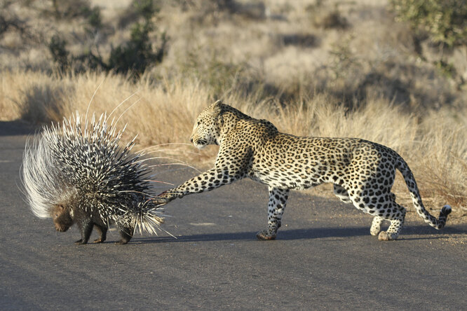 леопард и дикобраз нападение