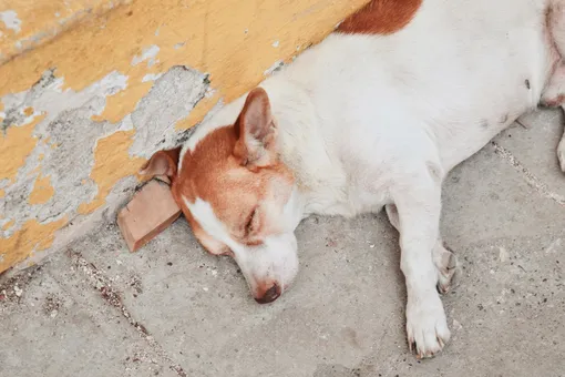 «Заслуживают достойную постель»: хозяин мебельного позаботился о бездомных псах