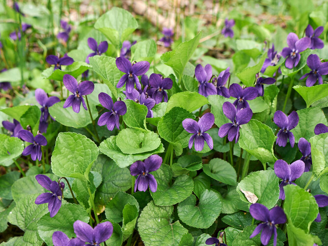 Viola Odorata занесена в Красную книгу Viola Odorata занесена в Красную книгу