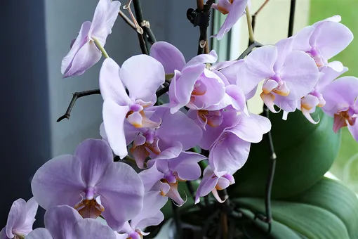 Как заставить орхидею цвести в домашних условиях