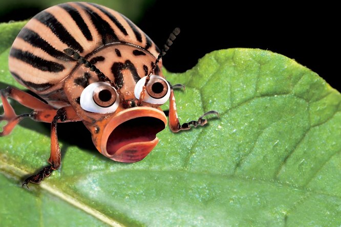 Jak se zbavit Colorado Beetles: 5 snadných a přirozených způsobů