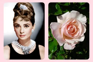 Мэрилин Монро и Одри Хепберн в вашем саду: 10 красивых сортов роз, названных в честь знаменитых женщин