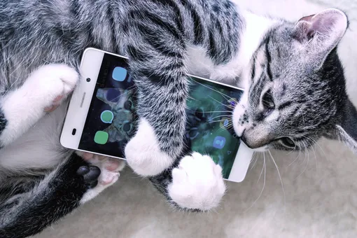 Почему кошки мешают говорить по телефону: узнайте, хорошо ли вы знаете питомца