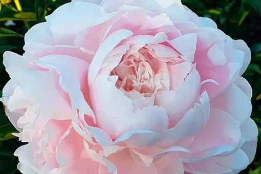 Пионы сорта «миссис Ф. Д. Рузвельт» напоминают розу