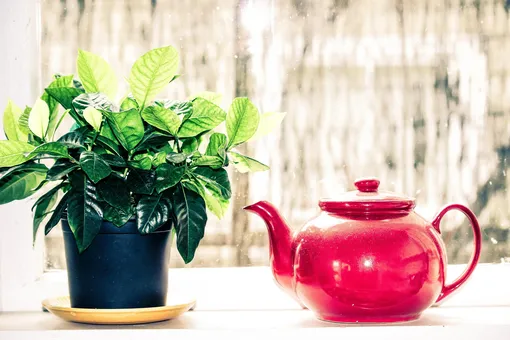 Как правильно удобрять комнатные цветы при помощи обычной чайной заварки