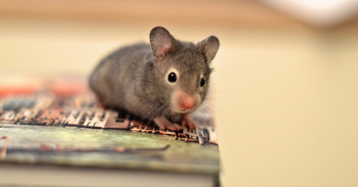 В углах комнаты