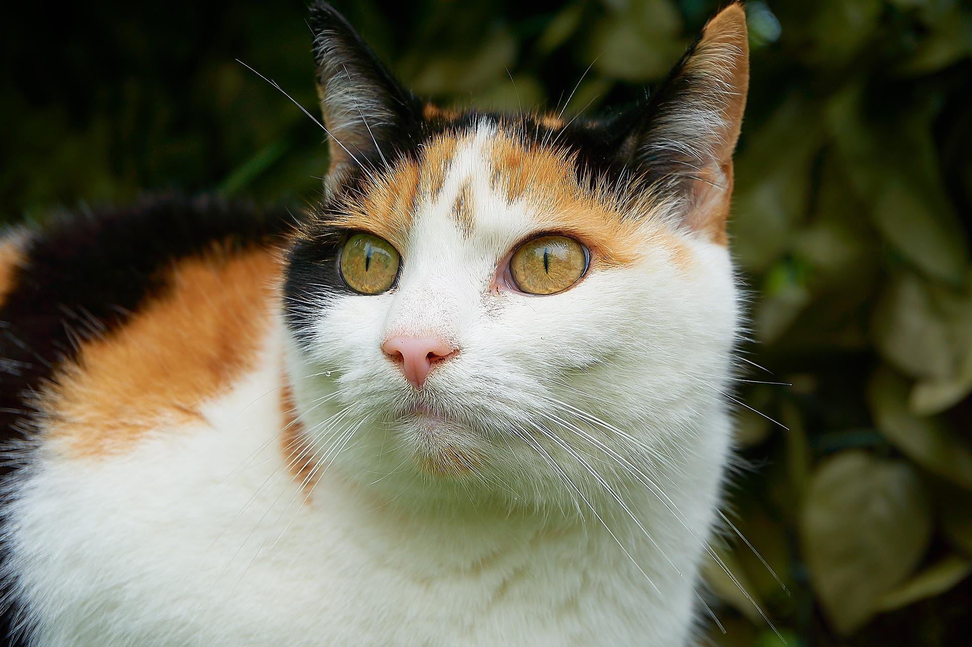 Трехцветные кошки: правда ли, что они приносят счастье и удачу, приметы
