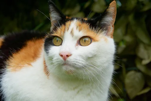 Действительно ли трёхцветные кошки приносят удачу: приметы и поверья