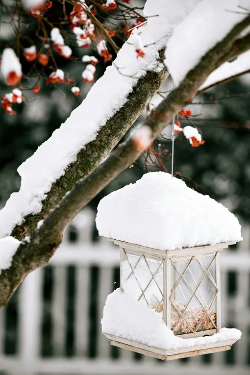 Стеклянная кормушка защищена от снега и влаги