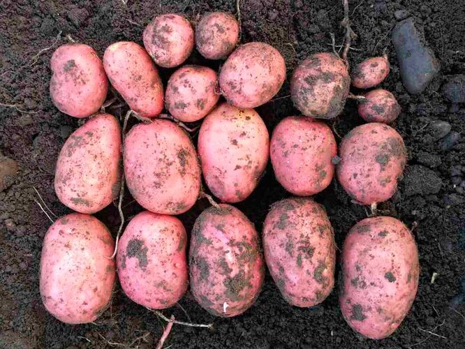Картофель под соломой: как посадить и вырастить