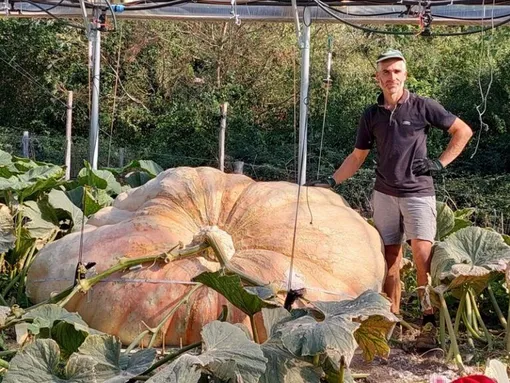 Огромная тыква, выращенная итальянским фермером
