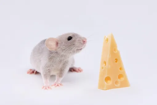 Породы домашних крыс: какую выбрать?