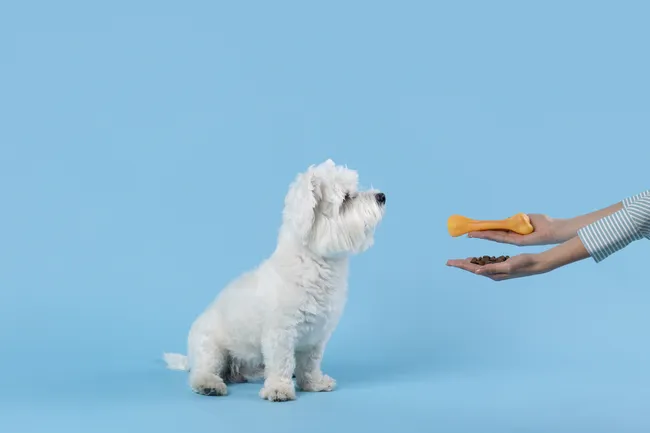 Дайте организму приспособиться: кинологи рассказали, как поменять собаке корм
