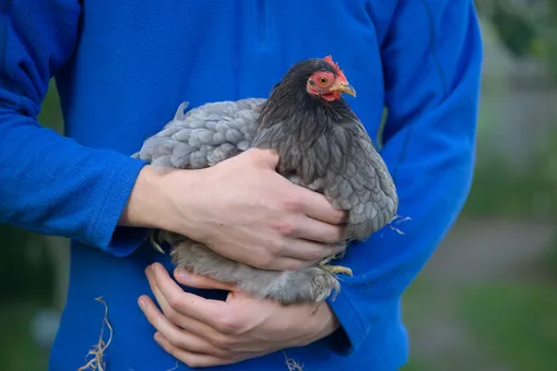 Женщина потратила больше 10 тысяч долларов на лечение курицы от болезни сердца