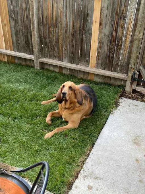 собака на траве