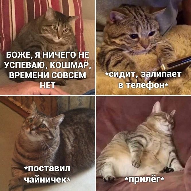 Я ничего не успеваю. Ничего не успеваю Мем. Ничего не успеваю картинки. Ничего картинки прикольные.