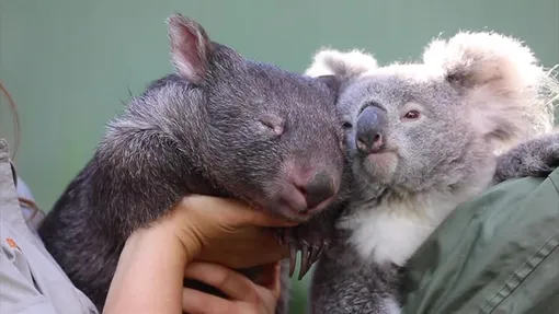 коала и вомбат