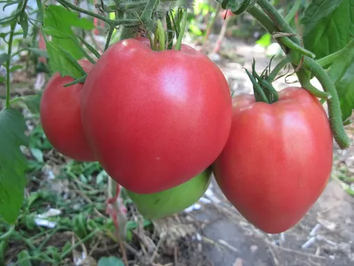 Крупноплодный томат Краса Сибири