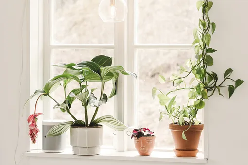 Только у окна: 8 комнатных растений, которые нельзя убирать с подоконников
