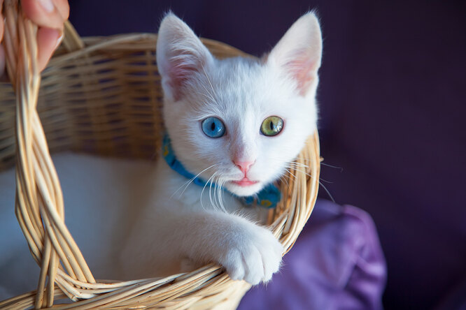 Чеширский кот: можно ли завести такого питомца — анатолийская кошка | Научно-информационный портал