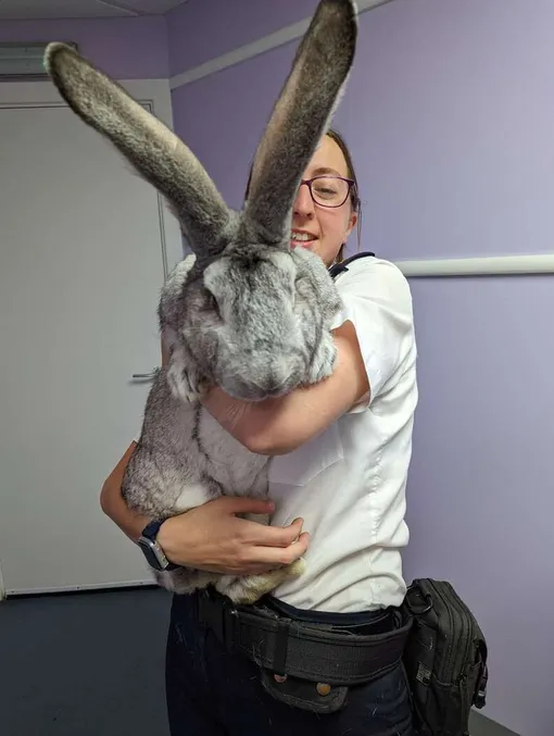 кролик-гигант гораздо крупнее других представителей своей породы