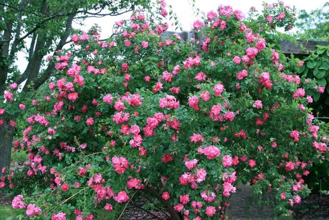 Kanadská Rose William Baffin