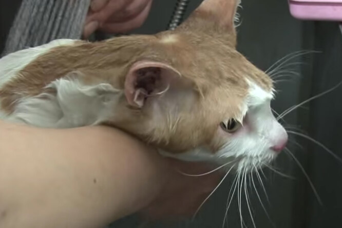 В Южной Корее спасли кота, который два года прожил в стене торгового центра