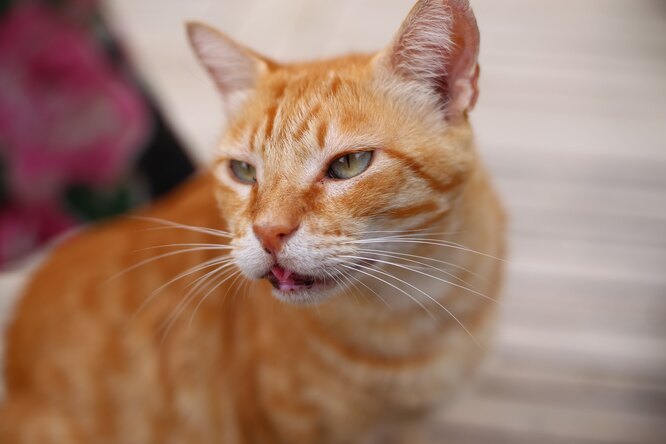 почему котам нравится кошачья мята почему котам нравится кошачья мята