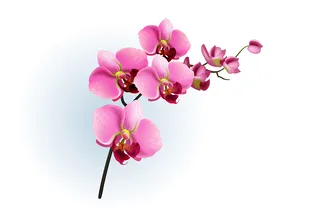 Как ухаживать за орхидеей фаленопсис: 7 ошибок начинающих на личном опыте