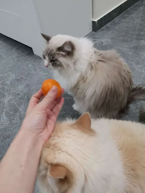 кот боится мандаринов