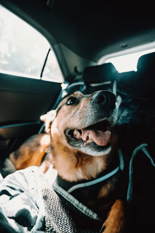 перевозка собаки в авто