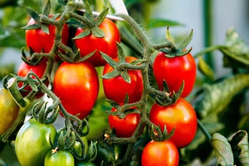 Чтобы избежать проблем можно подбирать для посадки устойчивые к фузариозу сорта и гибриды томатов