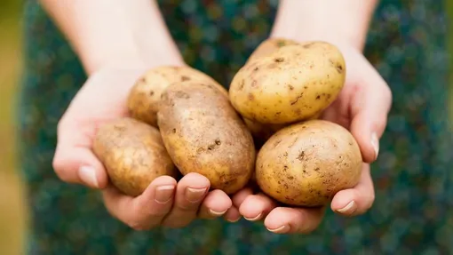 Полезные советы от дачников для сохранения семенного картофеля