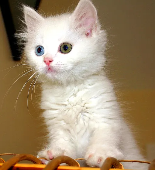 Породы кошек с голубыми глазами: турецкий ван