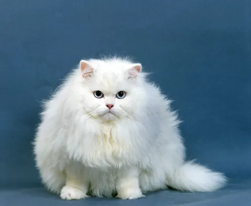 Кошки с голубыми глазами: персидская кошка