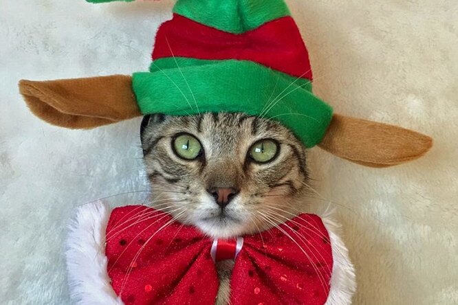 Смешные фотографии котов в забавных рождественских костюмах покорили Сеть