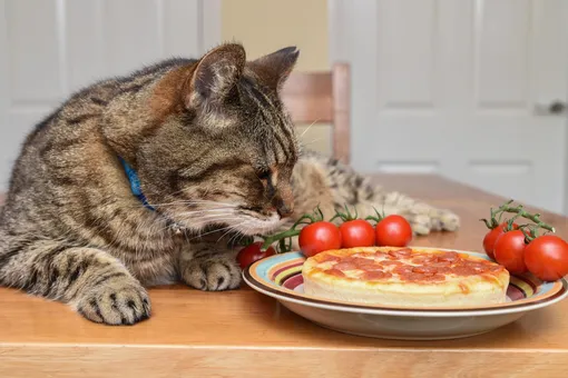 Почему сытая кошка ворует еду со стола
