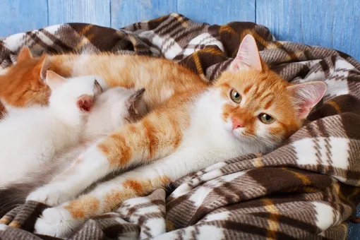 Сколько длится беременность кошек и как понять, что скоро будут котята